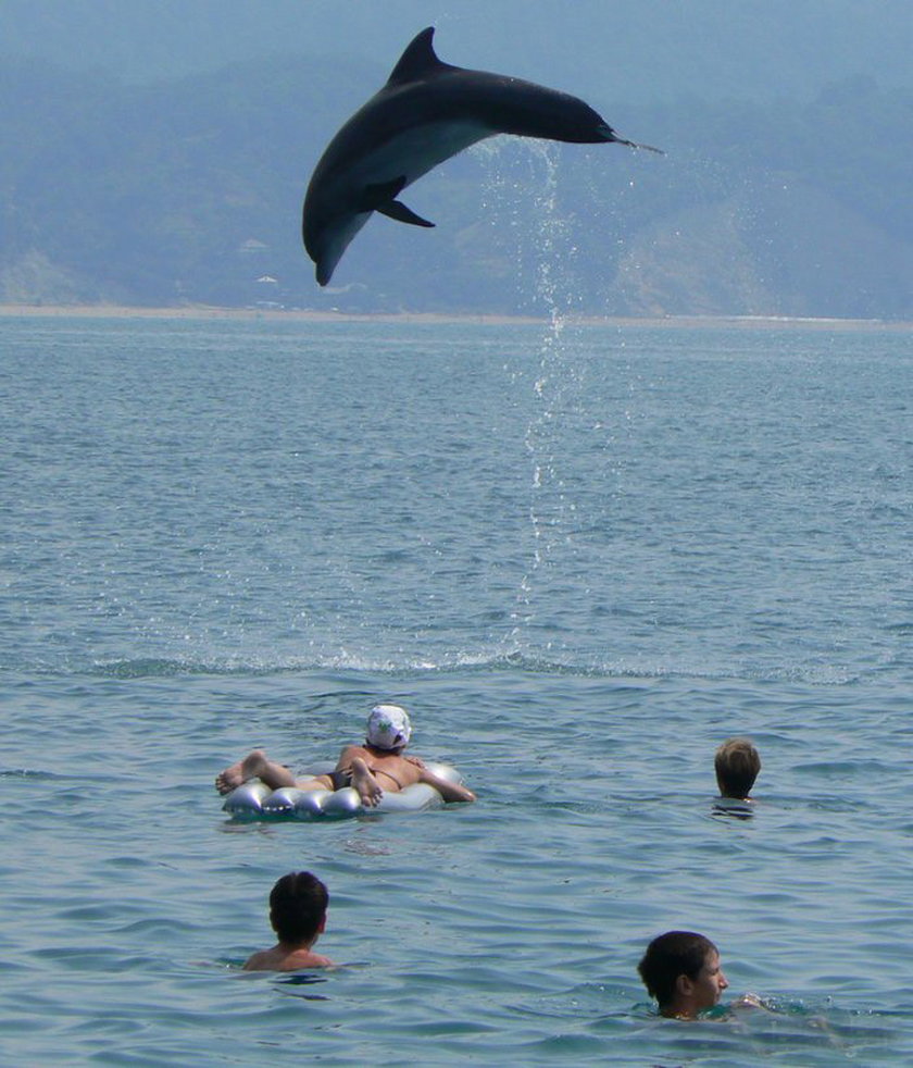 Spotkanie z delfinem