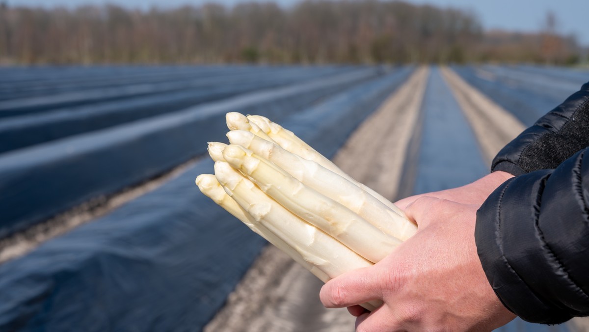 Holandia. Nalot policji na farmę szparagów. Ludzie pracowali tu w strasznych warunkach