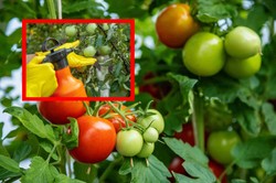 Dlaczego pomidory nie dojrzewają? Zastosuj ten oprysk, a pomidory staną się czerwone