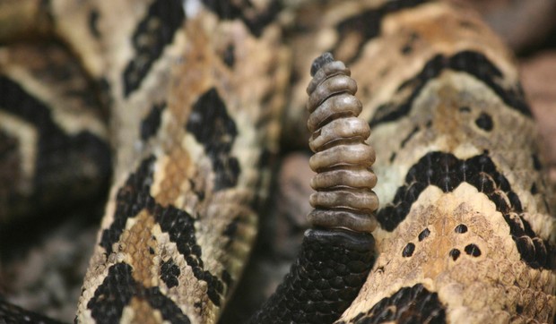 zvecarka05 foto Flickr Ed Schipul