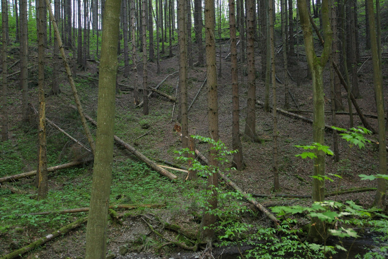 Jawor obok Legnicy. Park Krajobrazowy Chełmy, Rezerwat przyrody Wąwóz Myśliborski