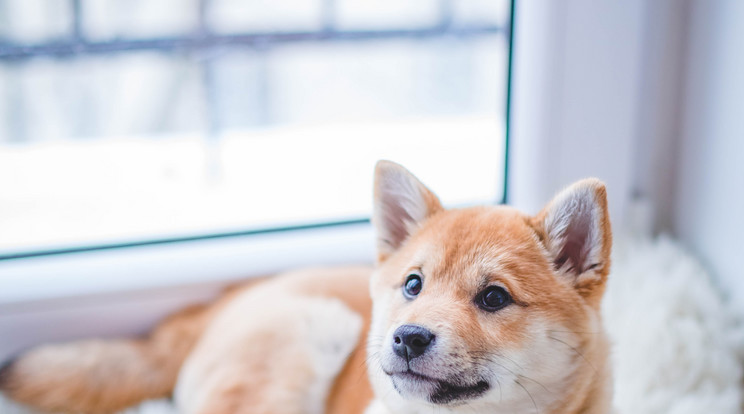 A kutyusok is kaphatnak oltást Oroszországban. Fotó: pexels