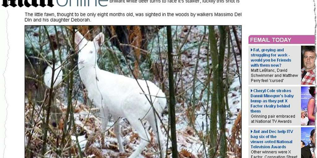 Jelonek albinos wędruje po włoskich lasach