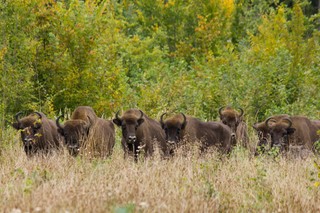 Szyszko: Puszcza Białowieska nie będzie wpisana na listę zagrożonego dziedzictwa