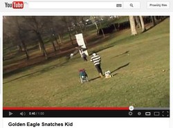 Orzeł próbował porwać dziecko. Niesamowite wideo