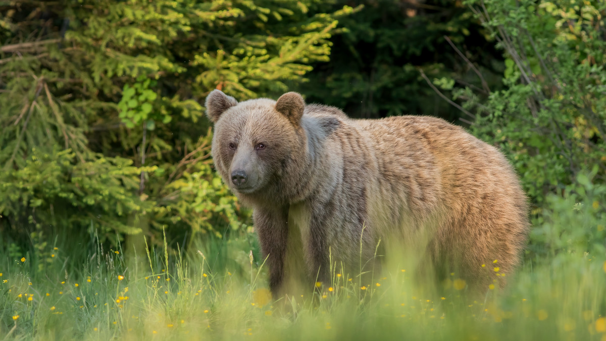 Słowacja. W Tatrach zabito kolejnego niedźwiedzia