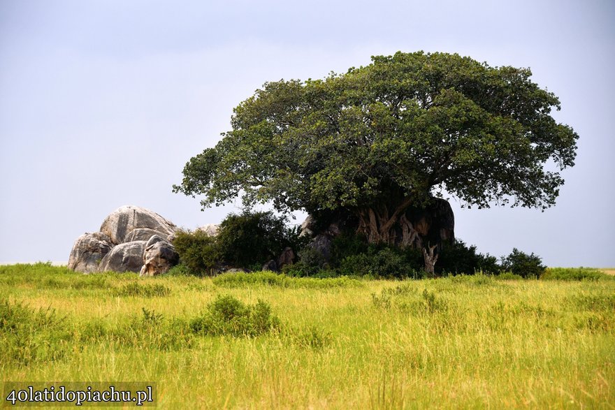 Park Narodowy Serengeti, Tanzania 2021