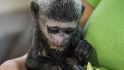 Napi cuki: Házi gondozásba került a veszprémi állatkert megárvult kismajma - Fotók