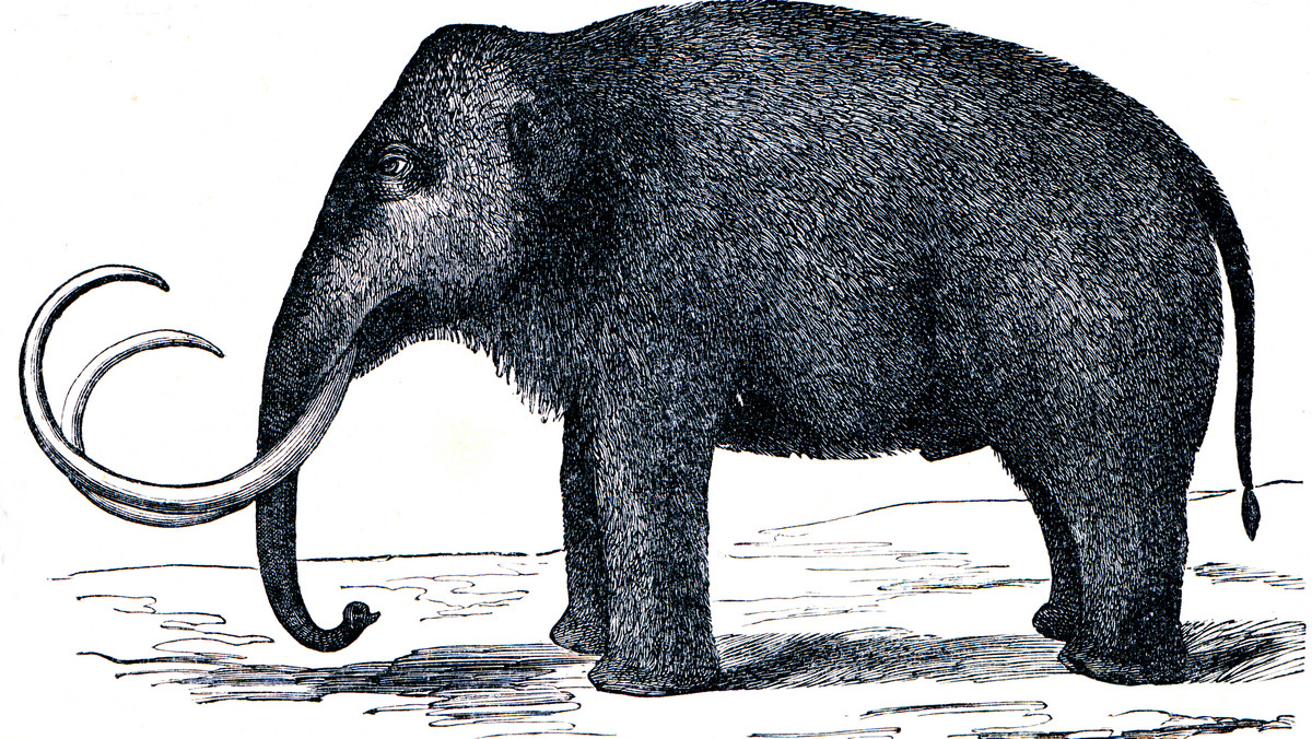 Przełomowe odkrycie: wiemy, z jakiego powodu wyginęły mamuty