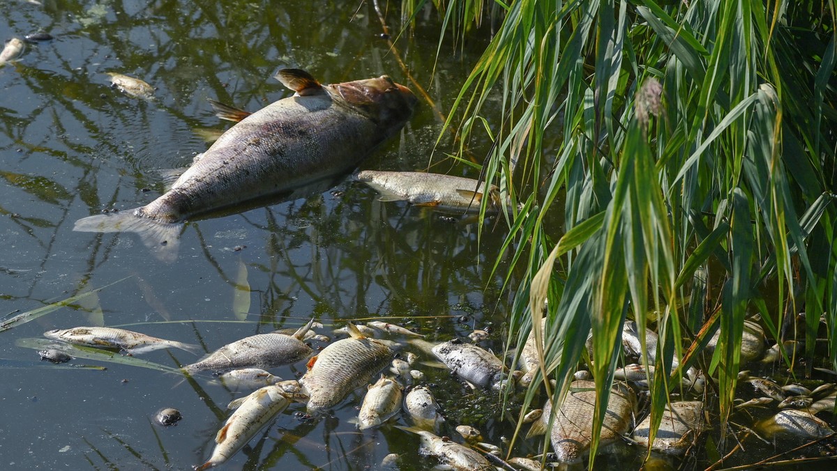 "Jak dużo wytrzyma Odra, zanim umrze?" Kolejna katastrofa wisi w powietrzu