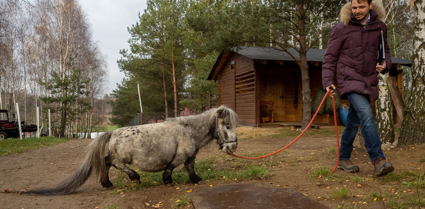 To najmniejszy koń świata! Pochodzi z Łodzi