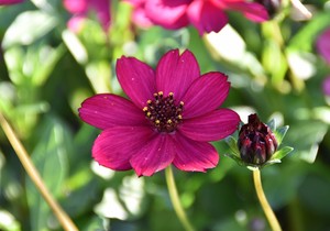 čokoladni cosmos
