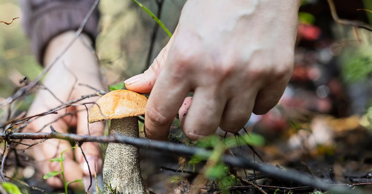 Mapa grzybów 2025. Gdzie udać się na grzyby? Oto najlepsze miejsca w Polsce