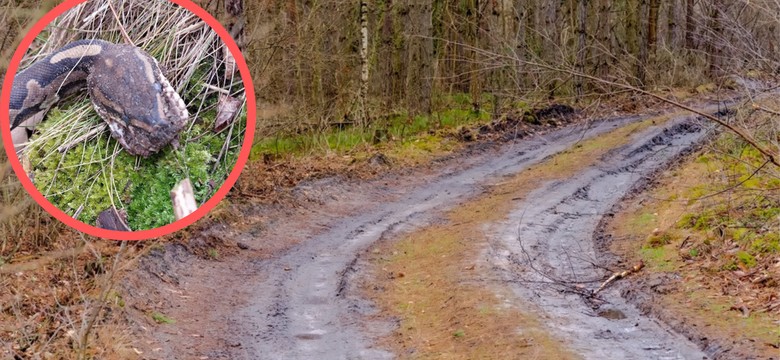 Leśnicy pokazali, co odkryli w lesie. Przerażające znalezisko
