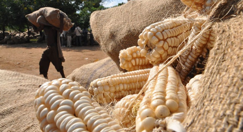 Why Kenyan farmers are clearing maize fields to plant potent muguka