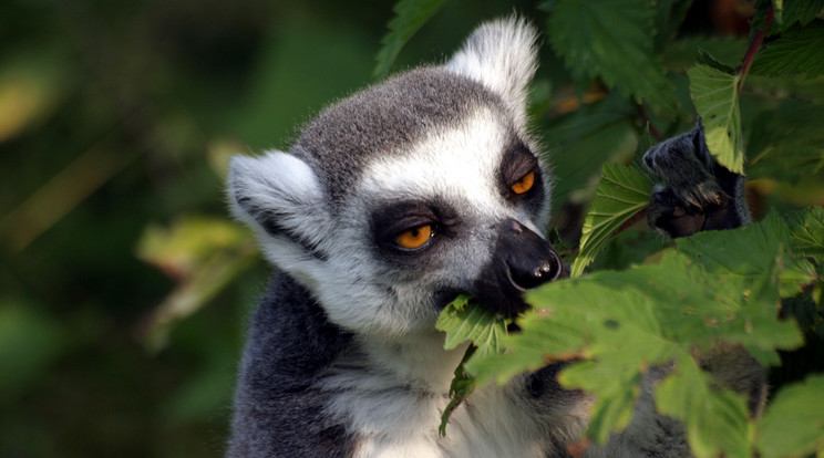 A Madagaszkáron honos 107 makifajból jelenleg 103 tartozik a fenyegetett /Fotó: Northfoto