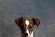 Jack Russell Terrier puppy sitting on wooden floor