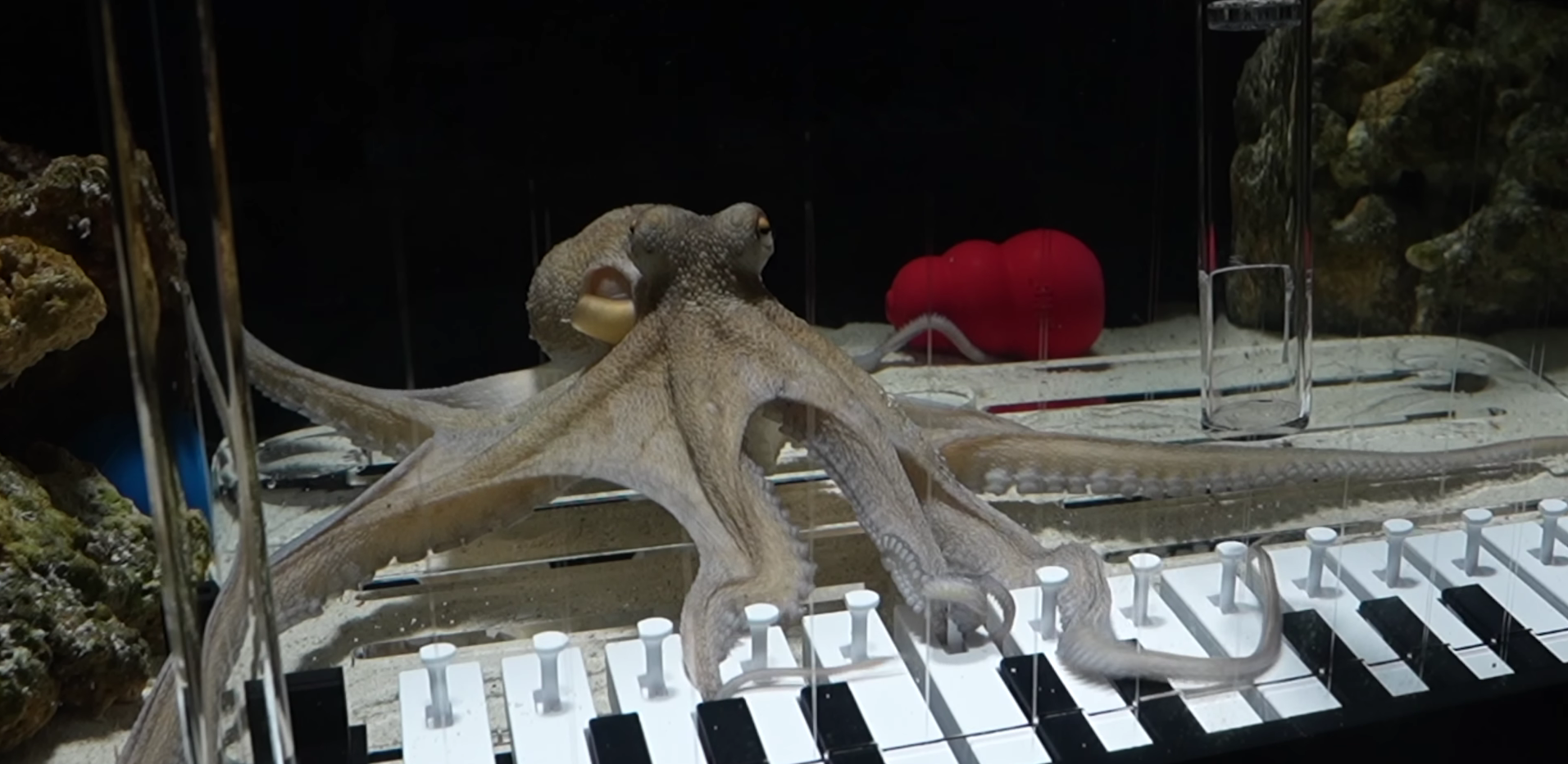 Chobotnica Tako sa naučila hrať na klavíri.