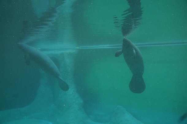 ZOO Wrocław Afrykarium Afryka zwierzęta oceanarium