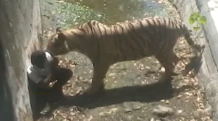 A húszéves fiút 2014-ben marcangolta szét egy tigris