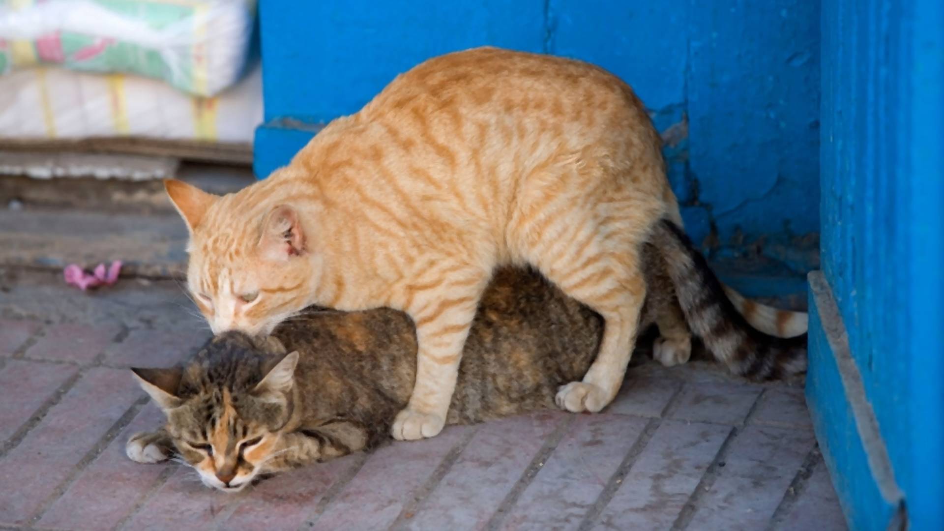 Mačkice mukice: Bolan razlog za kukanje ženki tokom parenja
