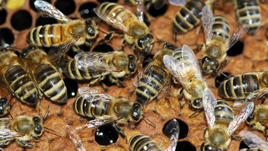 8 sierpnia – Wielki Dzień Pszczół