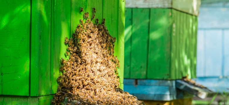 Pszczołobójca wytruwa całe pasieki w okolicach Mszczonowa. To dramat dla rolników