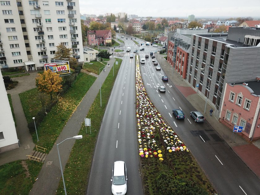 Zrobią to z tysiącami niesprzedanych kwiatów z cmentarzy. "Coś jakby dywan"