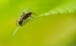 W wykrywaniu raka mogą pomóc… mrówki