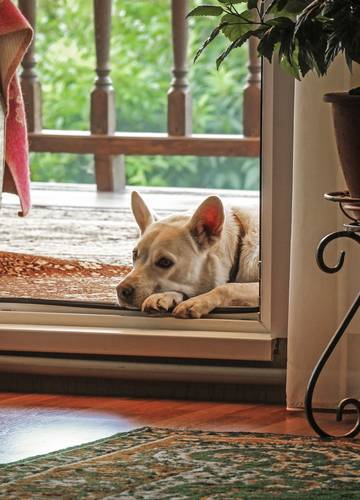 Ez a kutya nem tudja, hogy nyitva van az ajtó! - VIDEÓ - Noizz