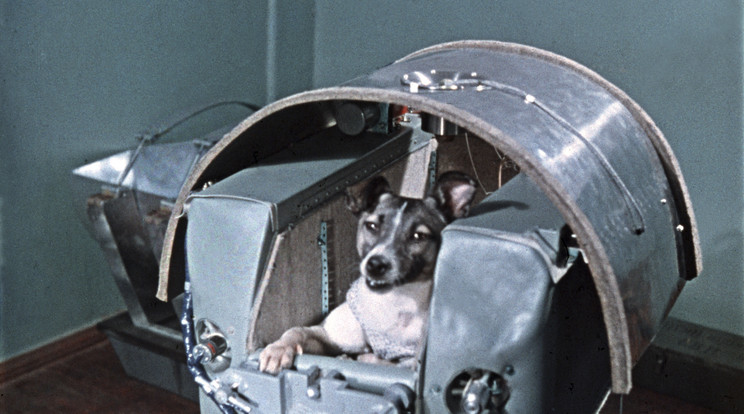 Az űrben pusztult el Lajka, az első kutya, akit a világűrbe küldtek / Fotó: GettyImages