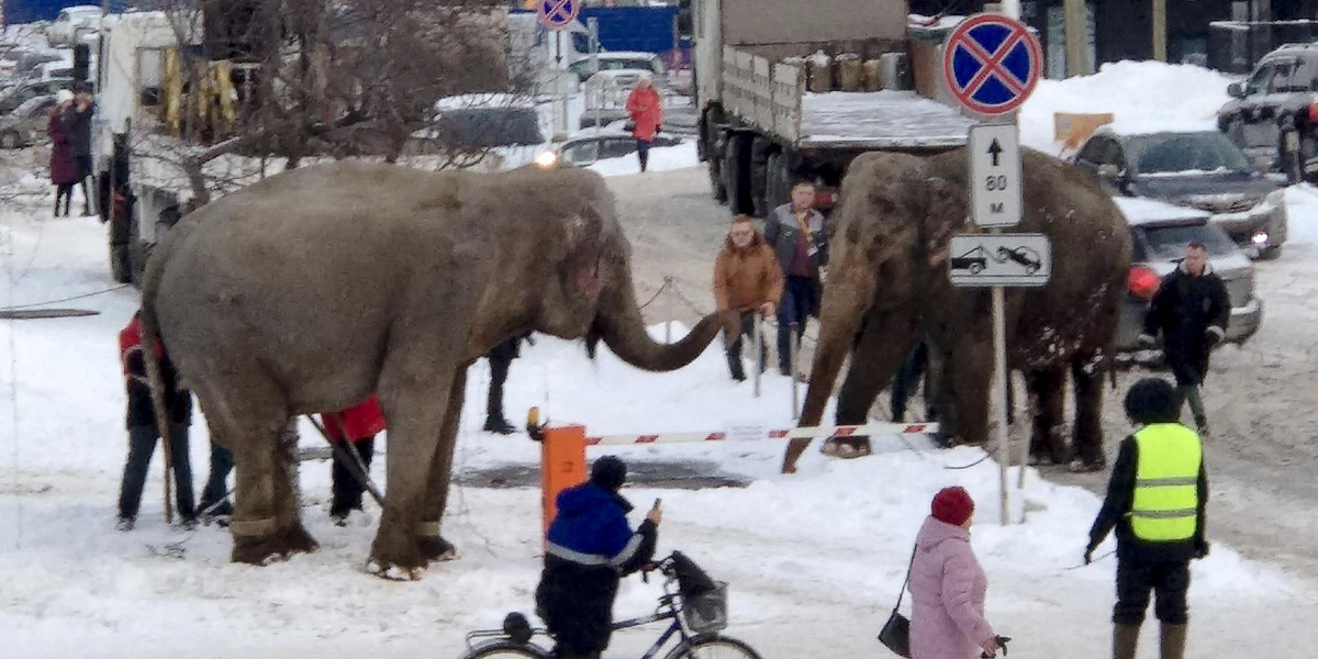 Szok w Rosji. Po ulicach miasta biegały słonie