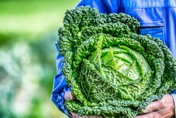 Senior farmer holding in hands fresh kale cabbage