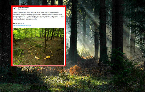 Lasy Państwowe opublikowały zaskakujące zdjęcie. Uwagę przykuwa "czarci krąg"