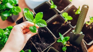weź gałązkę i posadź w lutym. wiosną będziesz mieć darmowe sadzonki hortensji. rozmnażanie hortensji z patyków jak zrobić sadzonki hortensji