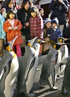 JAPAN-ANIMAL-PENGUIN