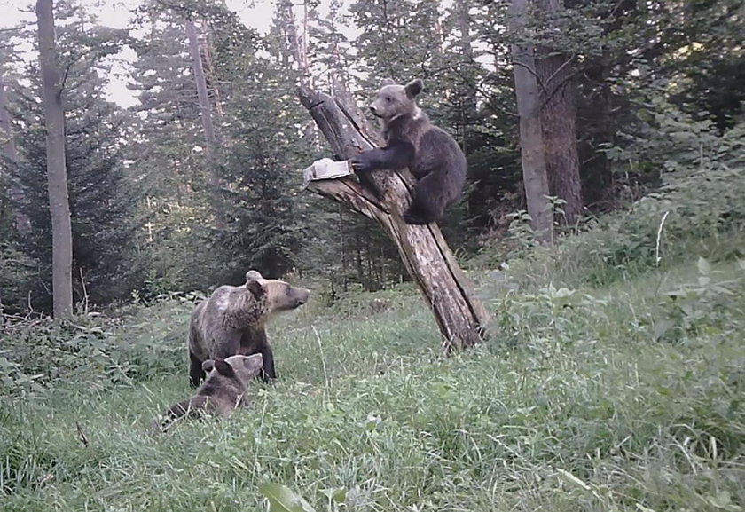 Niedźwiedzie na rauszu po owocach. Wszystko nagrała kamera