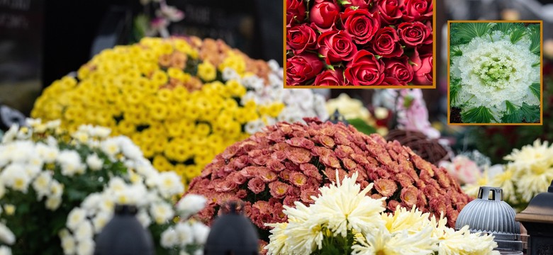 Największa konkurentka chryzantemy. Florystka radzi, czym udekorować grób