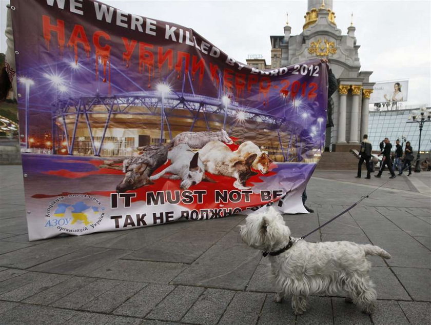 Mordują psy przed Euro 2012