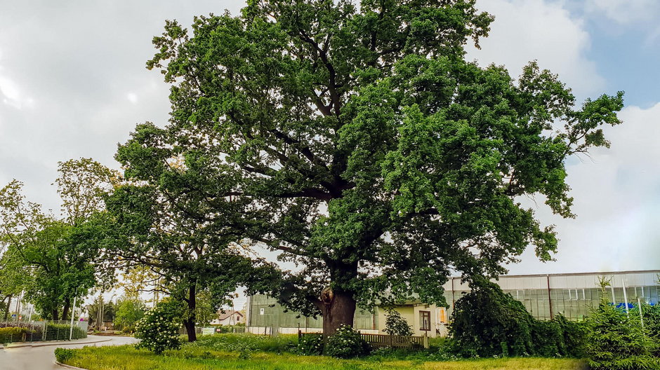 Monumentalny dąb szypułkowy na Białołęce został Warszawskim Drzewem Roku