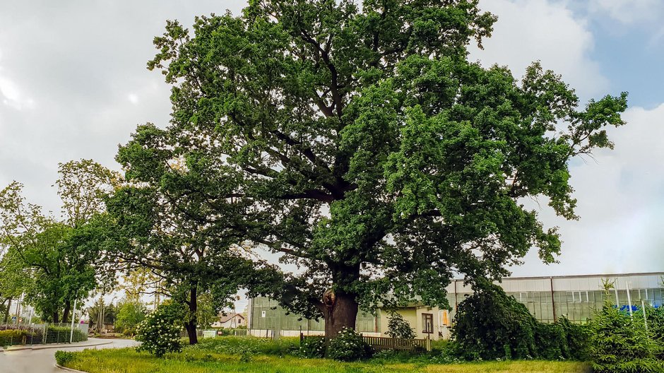 Monumentalny dąb szypułkowy na Białołęce został Warszawskim Drzewem Roku