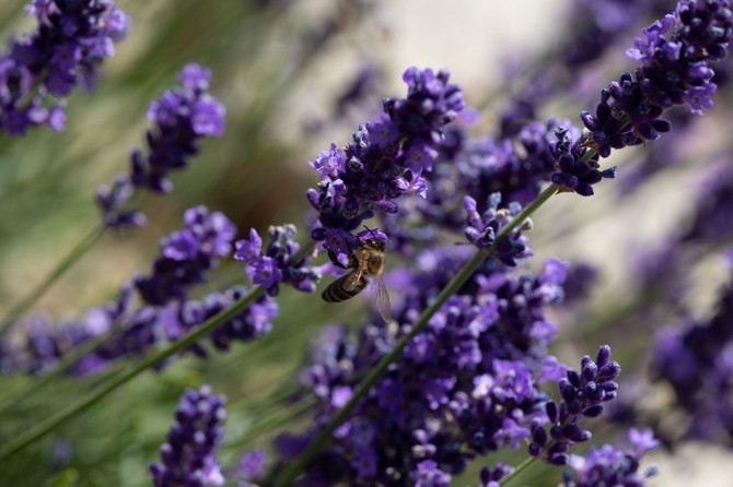 Lavanda