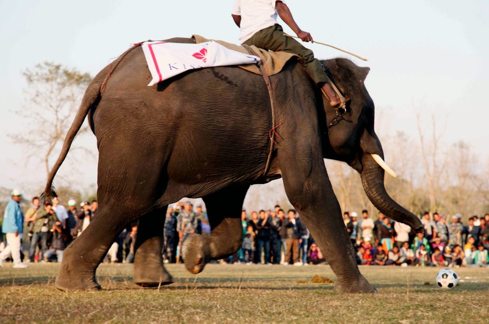 NEPAL ELEPHANT FOOTBAL