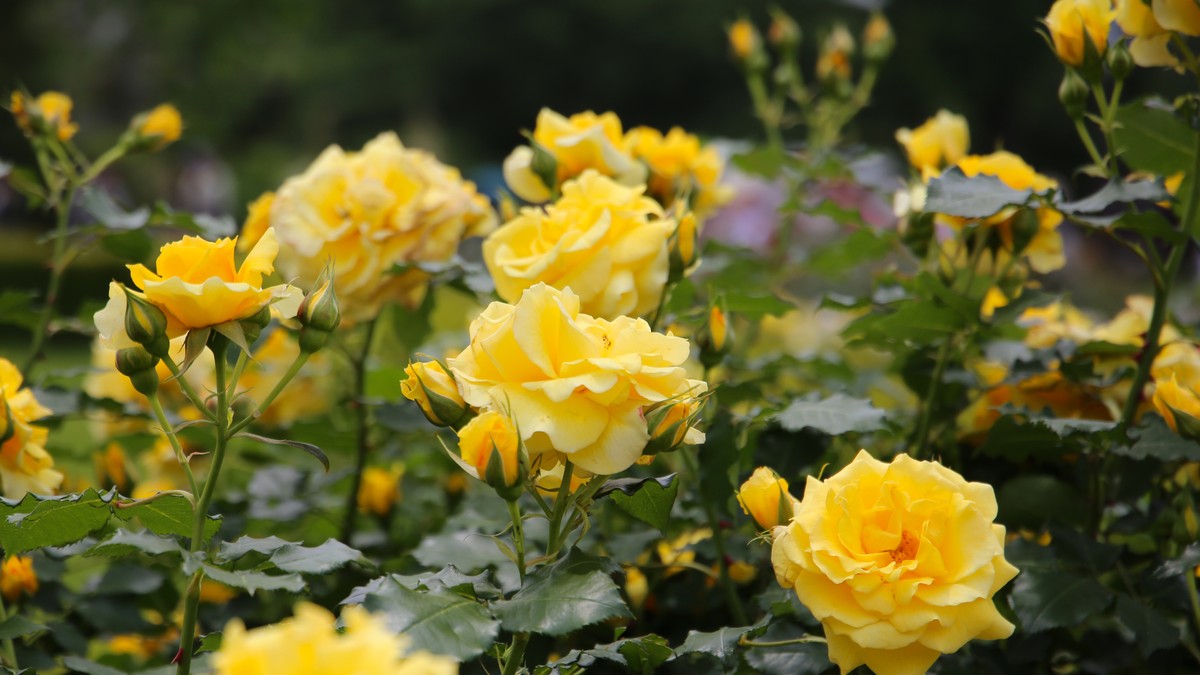 Ruže će na proleće biti zdrave i snažne ako do kraja januara obavite jednostavan zadatak