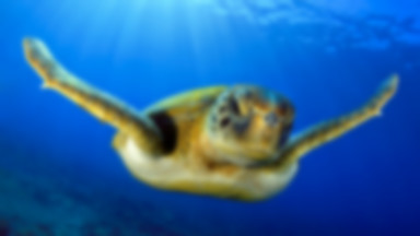 Wzruszająca historia, żółw nauczył się pływać po utracie dwóch płetw