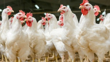 ognisko rzekomego pomoru drobiu w wełtynie. pilny komunikat władz