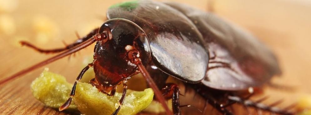 Upewnij się, czy unoszący się w mieszkaniu intensywny zapach odświeżaczy powietrza nie służy zatarciu śladów po środkach na insekty. Jeśli nie masz ochoty iść na wojnę z mrówkami, karaluchami czy innymi insektami zajrzyj do szafek z jedzeniem i w okolice kosza na śmieci. Wychodząc sprawdź czy na klatkach schodowych lub w piwnicy nie ma pułapek lub trutek na gryzonie. Korzystnym dla karaluchów środowiskiem rozwoju są zsypy w blokach. Jeśli mieszkanie jest właśnie w takim budynku, zwiększ czujność.