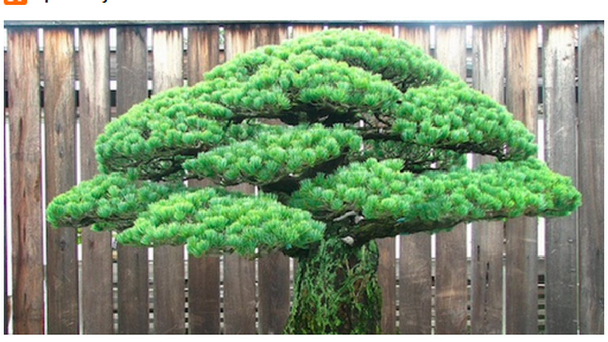 To niepozorne drzewko jest najstarszym okazem w amerykańskim Narodowym Ogrodzie Botanicznym. To nie wszystko: sosna przeżyła bombardowanie Hiroszimy w 1945 r.