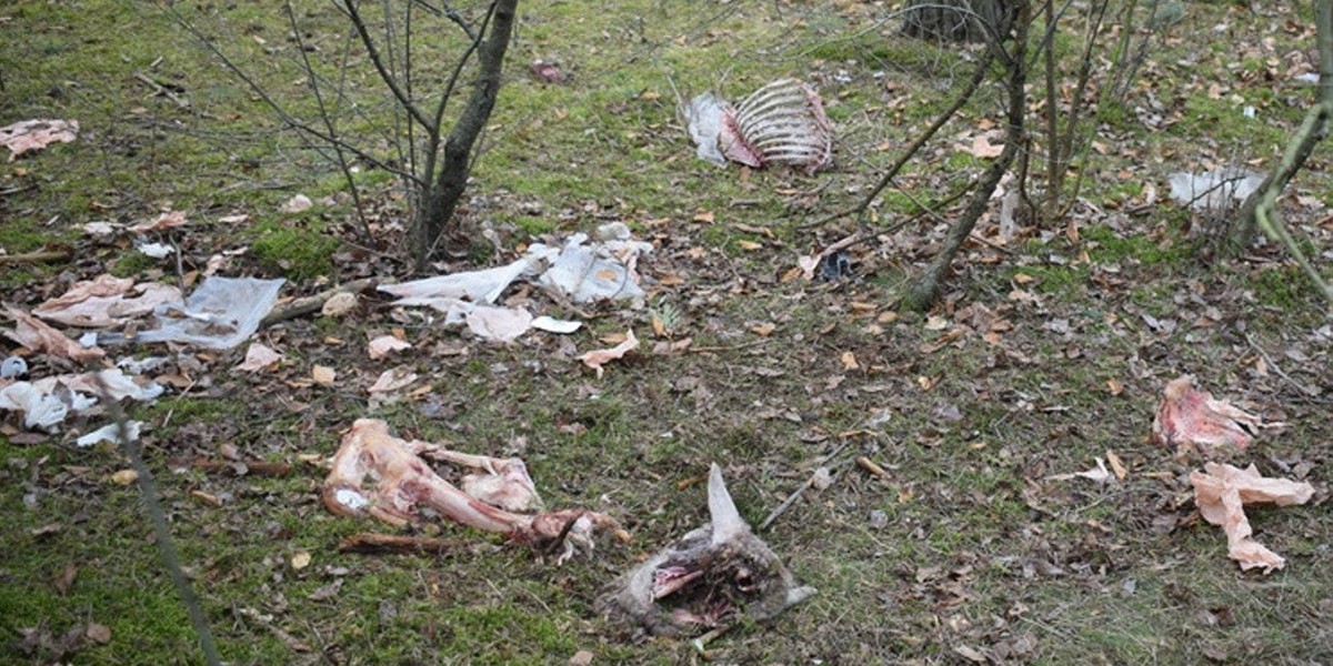 Makabryczny widok w jednym z lasów pod Środą Wielkopolską.