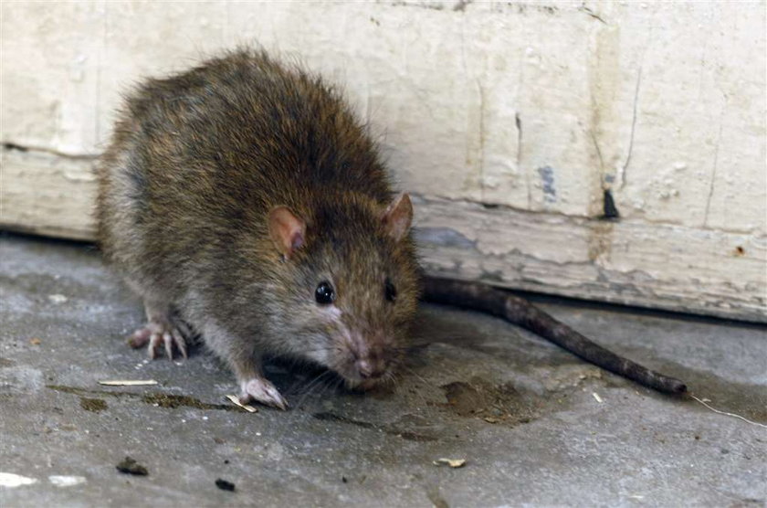 Martwe szczury w ryżu? Sklepy wycofują towar